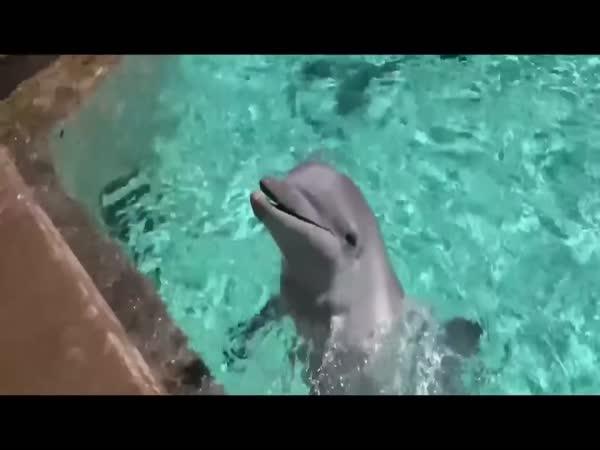     Děsivý fakt o delfínech    