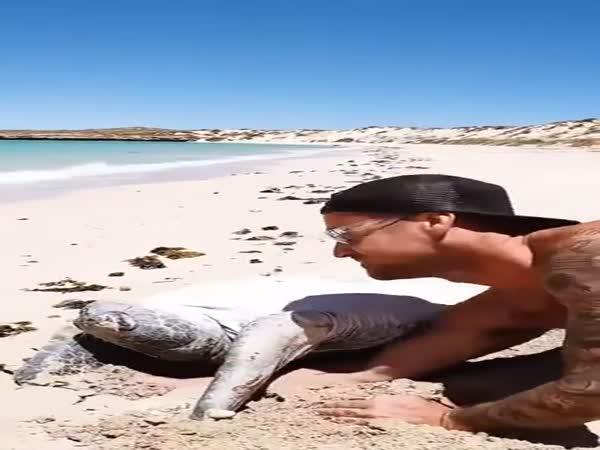     Zachránili život želvě na pláži    