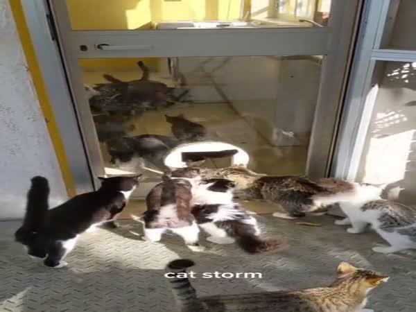     Žijí doma s 24 kočkami    