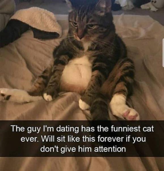     GALERIE – Kočky si dělají, co chtějí    