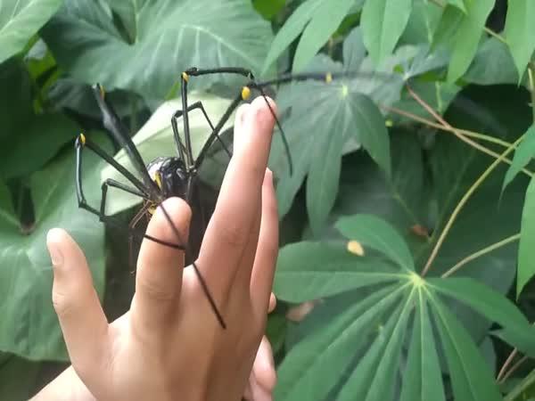     Obrovský pavouk na ruce    