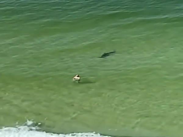     Žralok vystartoval po plavci na pláži    