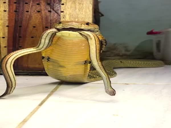     Kobra královská s ulovenou obětí    
