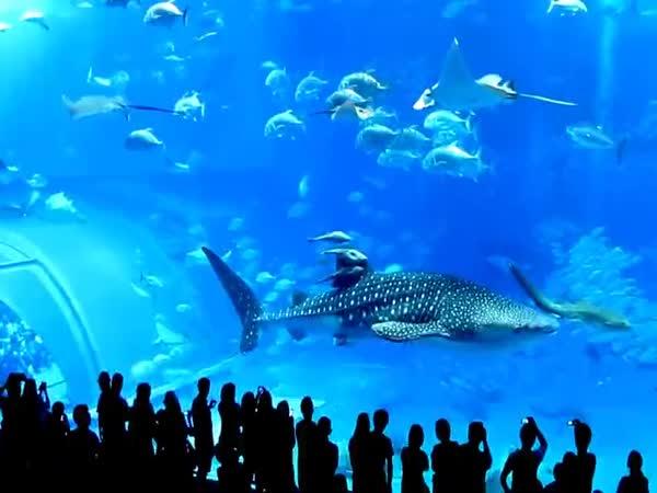     Smrt ryby v největším akváriu světa    