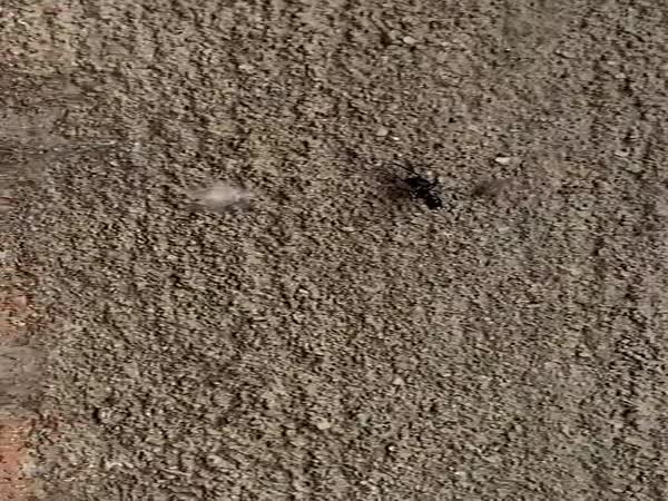     Malý pavouk vs. mravenec    