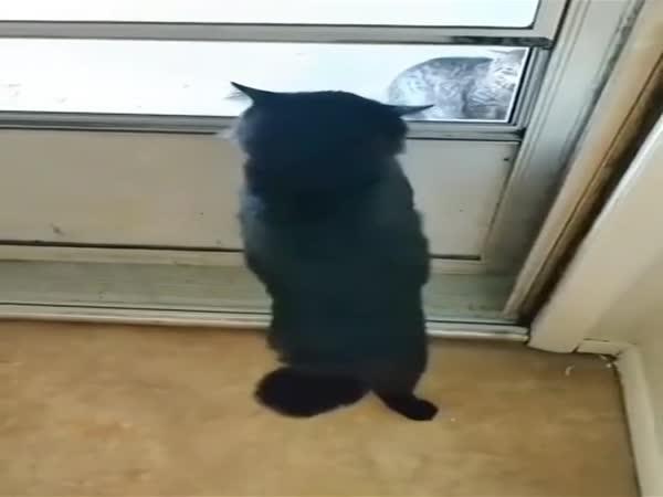     Kočka, která ztratila rovnováhu    