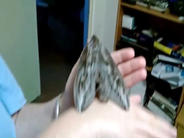     Obrovský austrálsky noční motýl    