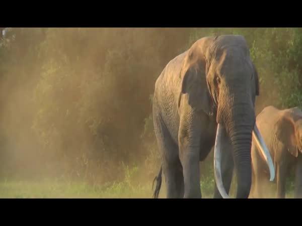     Nález mezi slony    