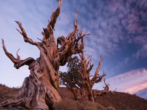   Nejstarší strom na světě  