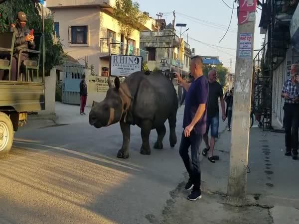    Nosorožec na výletě v Nepálu    