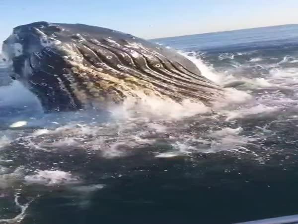     Obří velryba překvapila rybáře    