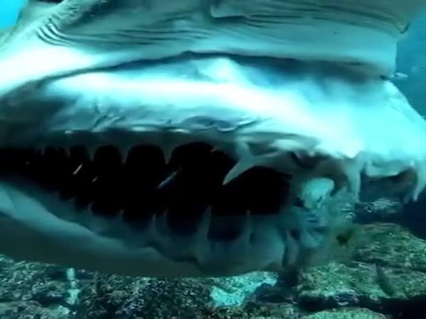     Žralok se směje do kamery    