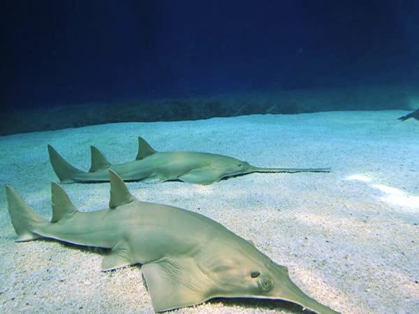       TOP 15 Nejpodivnějších žraloků      