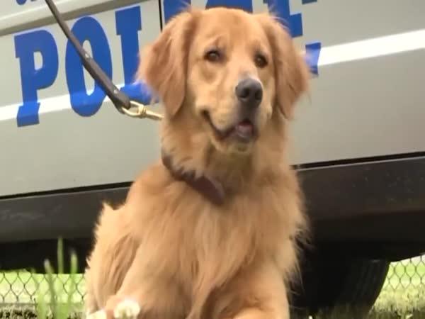     Policejní pes v nasazení    