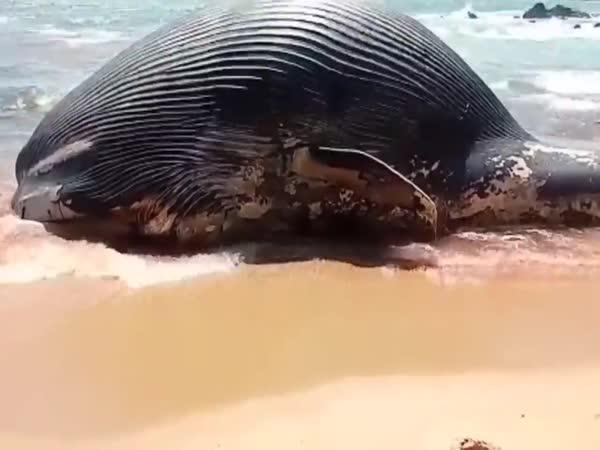   Co se děje při umírání velryby  