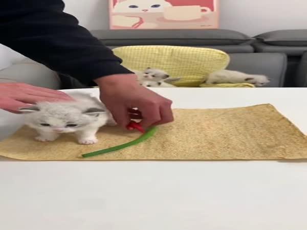     Kočičí wrap    
