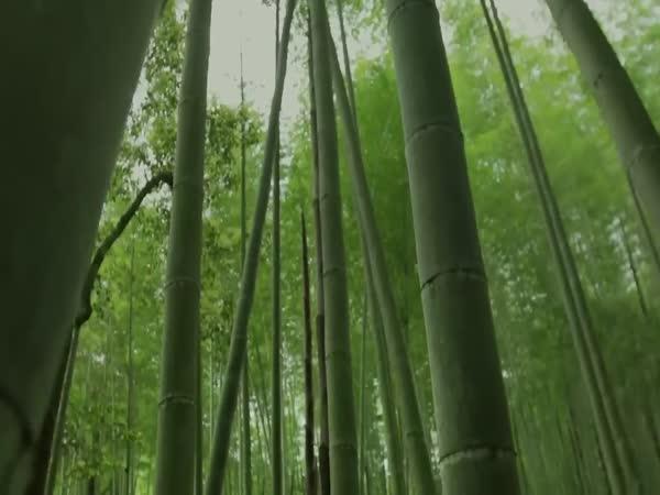     Bambus – všestranná rostlina  