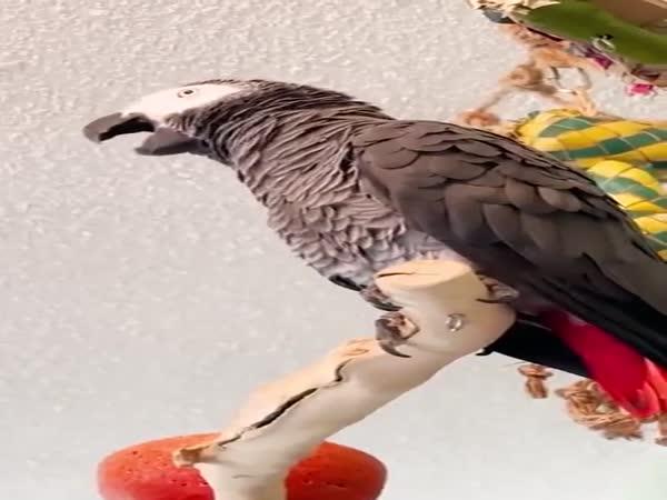     Papoušek vydávající zvláštní zvuky    