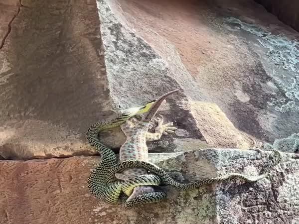     Had vs. ještěrky na zdi    