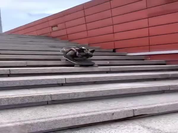     Buldoček jede na skateboardu    
