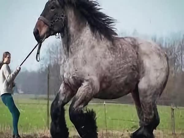     Nejsilnější koně na světě    