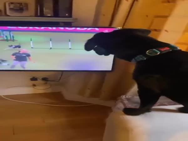      Pes na misi      