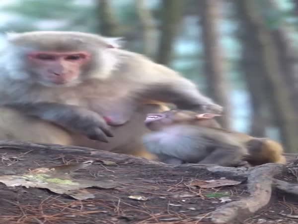     Rodinné drama v říši makaků    