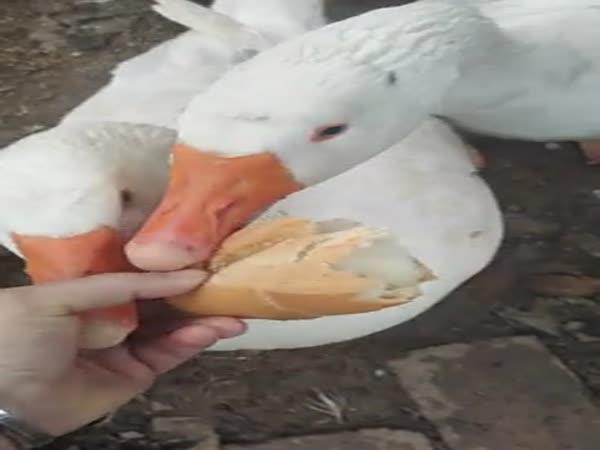       Kachna, co hodně jí      