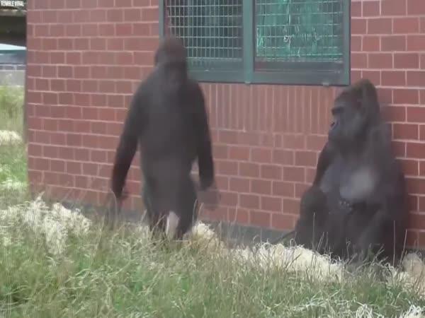       TOP 10 – Nejvtipnější momenty v zoo    