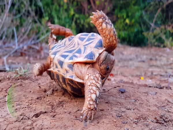       TOP 10 – Nejchytřejší zvířata v zoo      