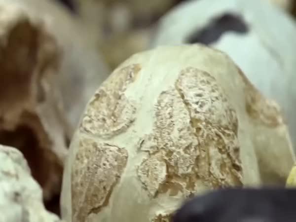       TOP 10 – Nejděsivější africké nálezy      