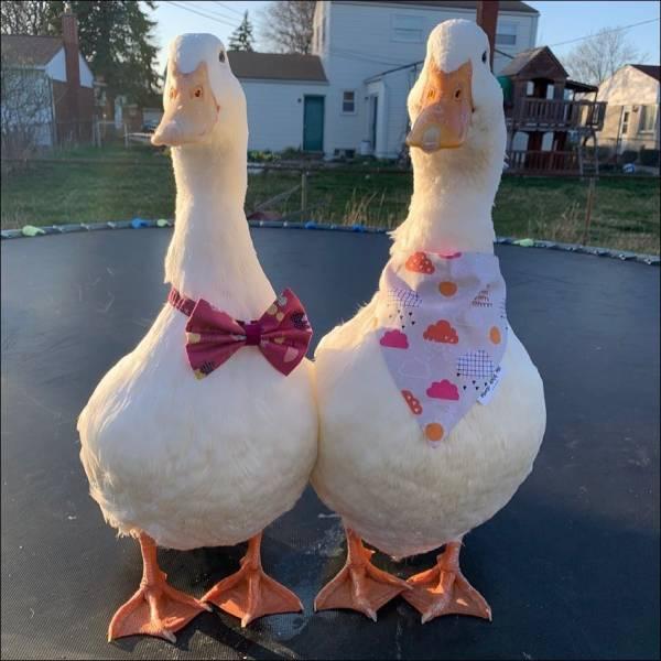     OBRÁZKY pro dnešní den 4399. díl    