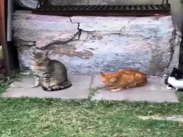       Zívání – dominový efekt      