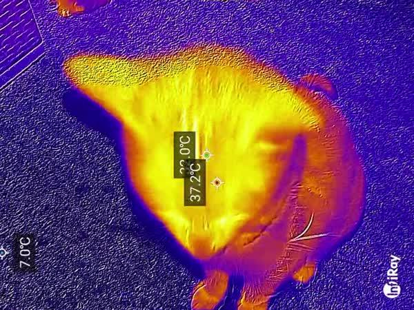     Kočky přes termokameru InfiRay    