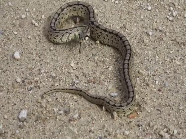       TOP 5 – Zajímavosti o hadech      