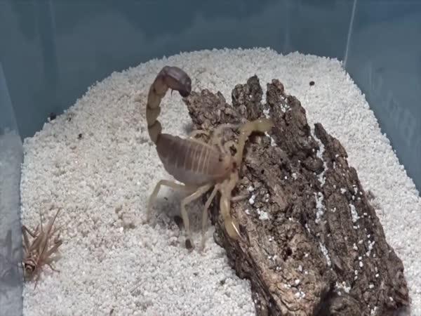       TOP 5 - Nejnebezpečnější zvěř středomoří      