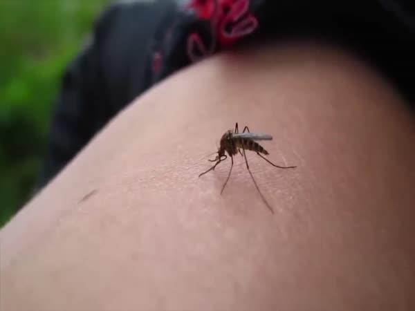       TOP 5 – Jak se chránit před komáry      