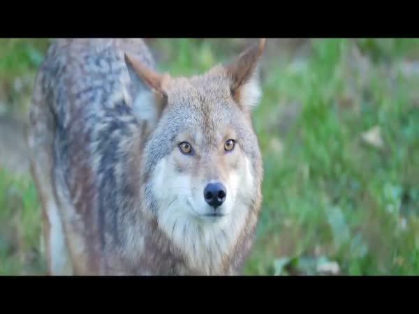       TOP 10 – Úžasné soužití zvířat      