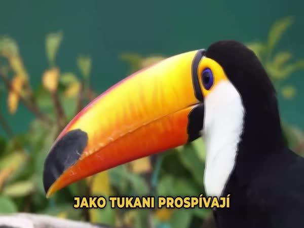       TOP 10 - Fakta o Amazonském pralese      