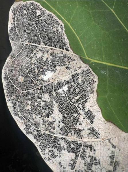     OBRÁZKY – Zajímavosti ze světa 2142. díl    