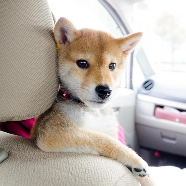       GALERIE - 10 fotek psů Shiba-inu      